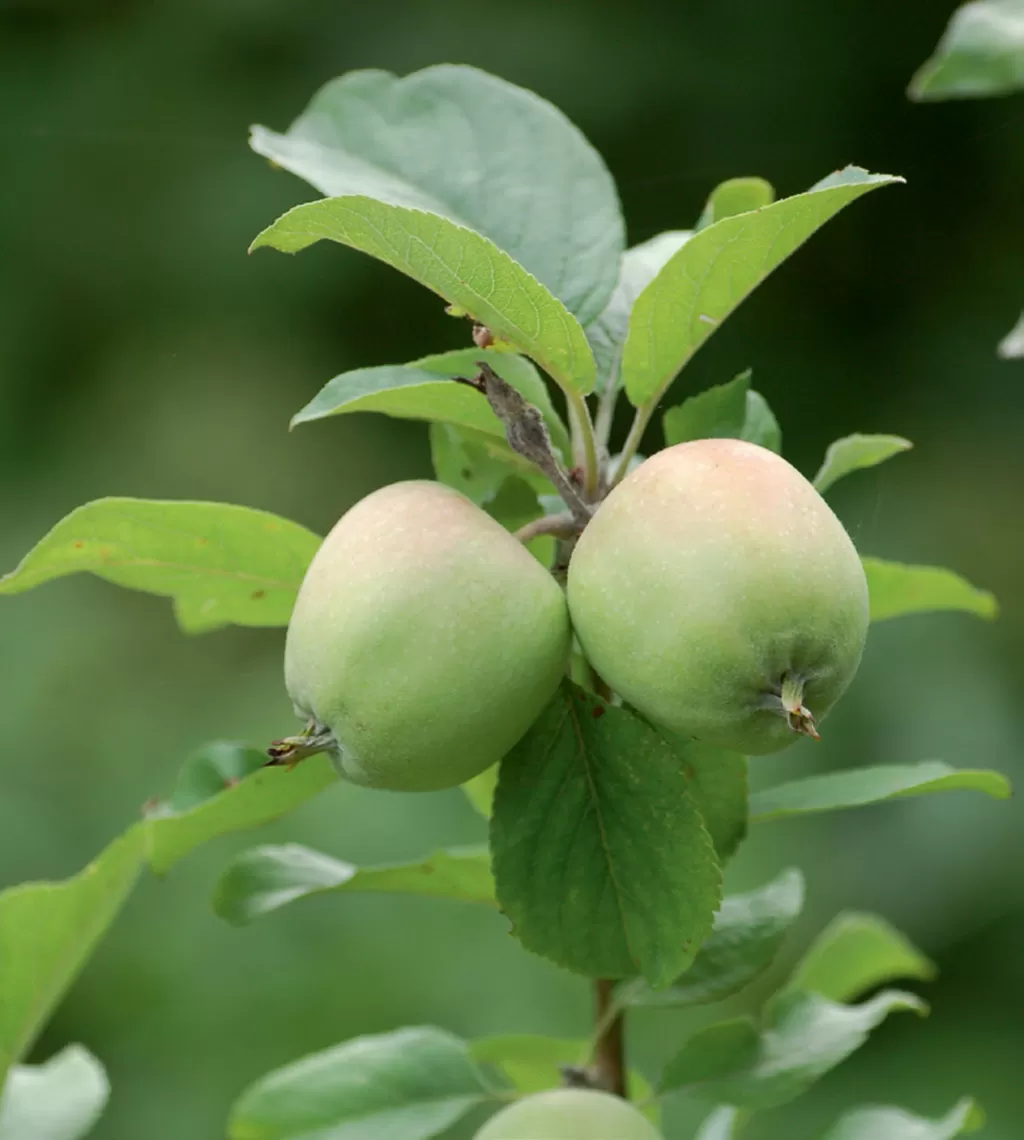 porno putki arvostelua